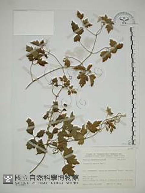 串鼻龍藏品圖，第1張