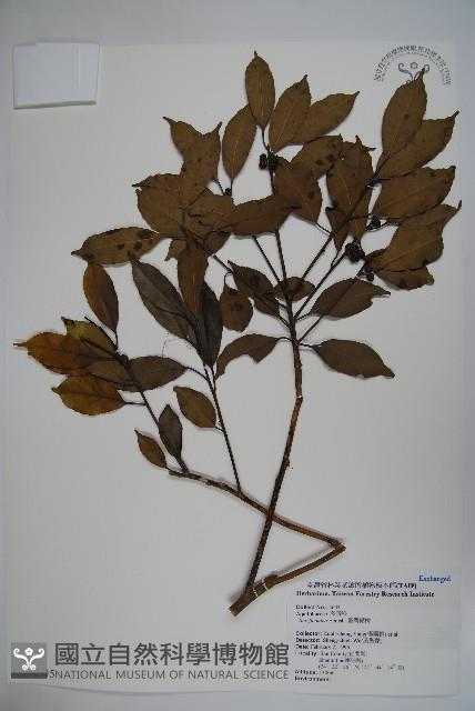 臺灣糊樗藏品圖，第1張