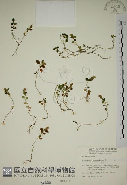 爵床藏品圖，第1張