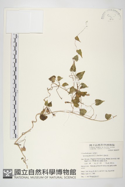 野牽牛藏品圖，第1張