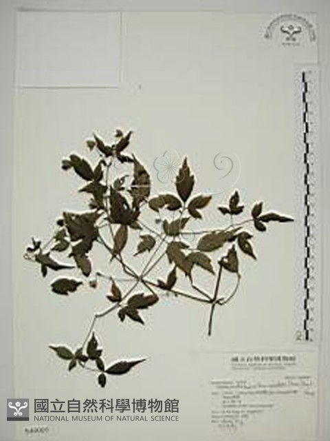 巴氏鐵線蓮藏品圖，第1張
