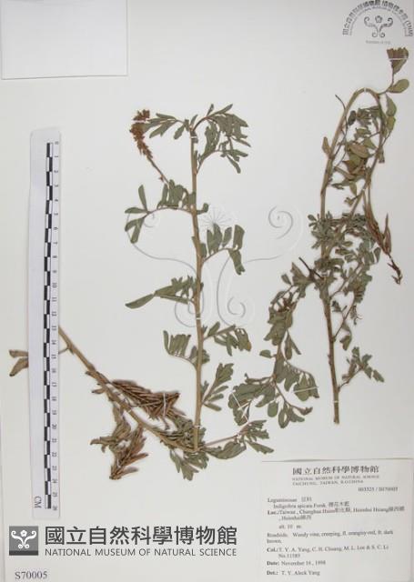 穗花木藍藏品圖，第1張