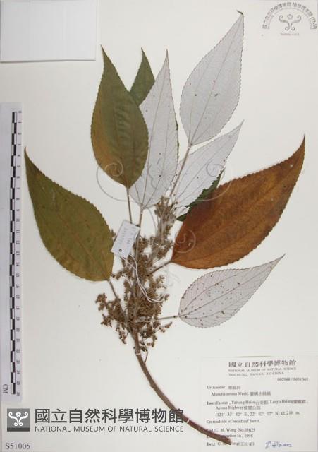 蘭嶼水絲麻藏品圖，第1張