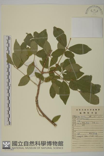 衛矛藏品圖，第1張