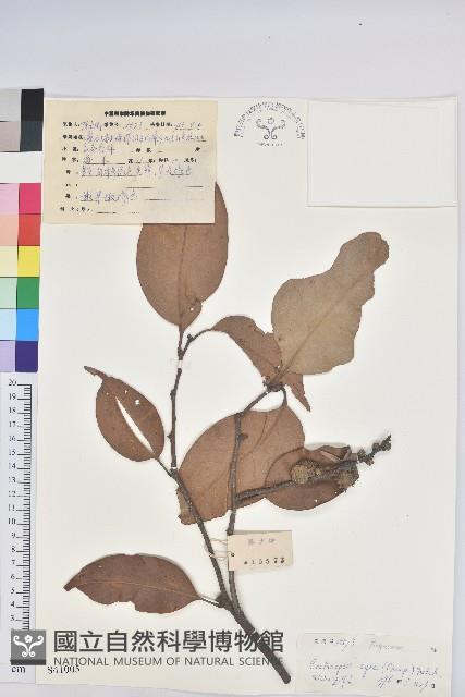 反刺苦櫧藏品圖，第1張