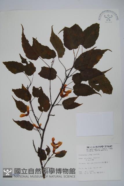 大屯尖葉槭, 川上氏槭藏品圖，第1張