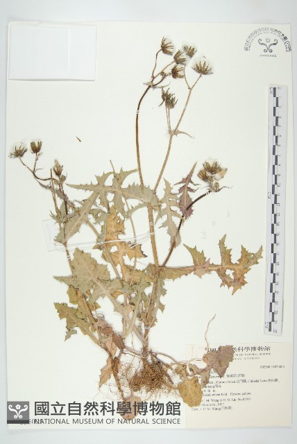 苦滇菜、苦菜藏品圖，第1張
