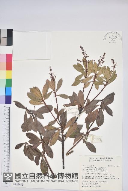 臺灣馬醉木藏品圖，第1張