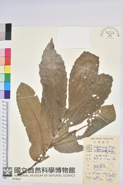 板栗藏品圖，第1張