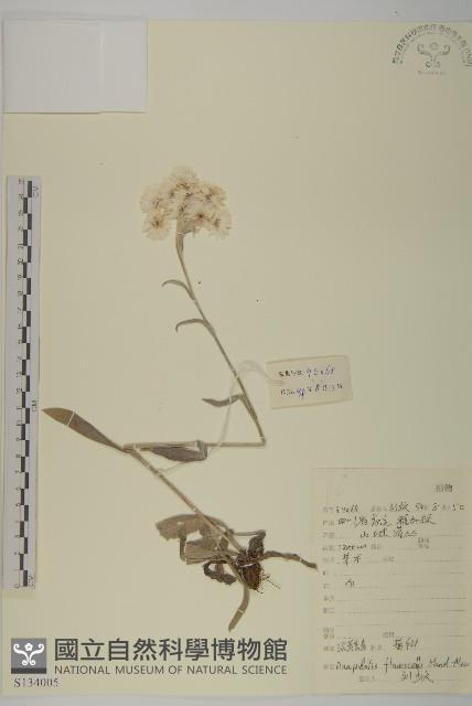 淡黃香青藏品圖，第1張