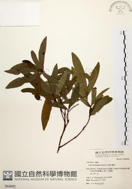 黃肉樹, 小梗木薑子藏品圖，第1張