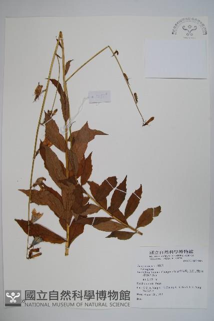 登錄號:S074005藏品圖，第1張