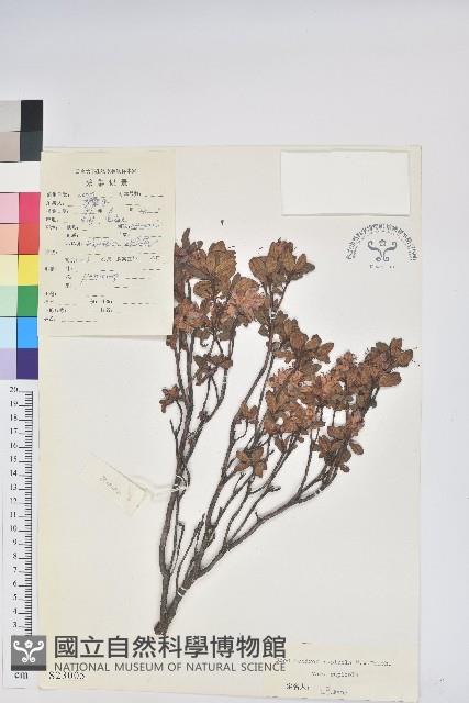 岩生杜鵑花藏品圖，第1張