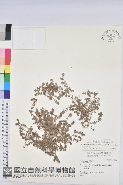 田代氏大戟藏品圖，第1張