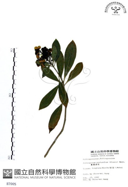 七里香、台灣海桐藏品圖，第1張