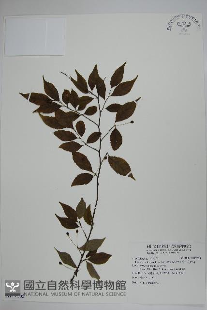 燈稱花、烏雞骨藏品圖，第1張