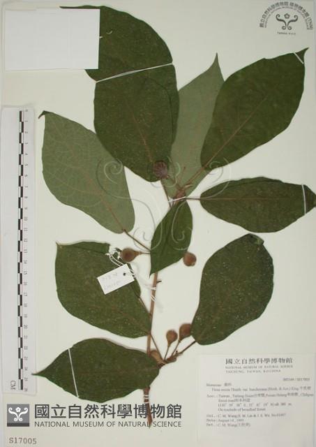 牛乳榕藏品圖，第1張