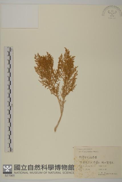 細枝鹽爪爪藏品圖，第1張