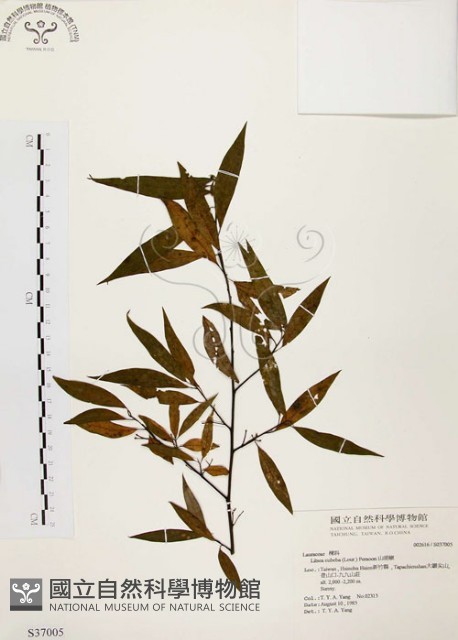 山胡椒藏品圖，第1張