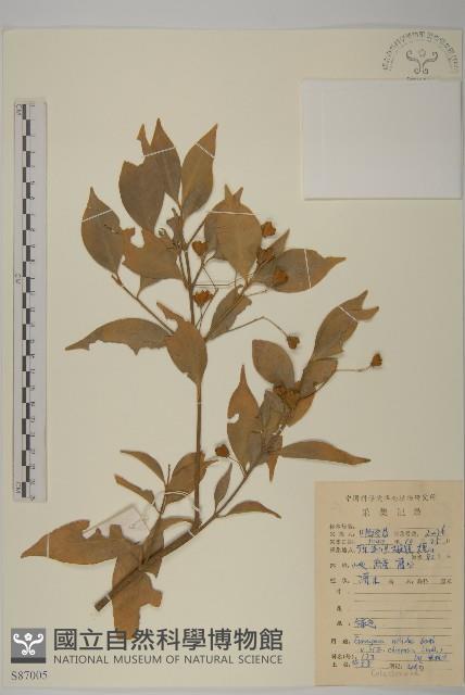 中國衛矛藏品圖，第1張