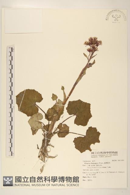 臺灣款冬藏品圖，第1張