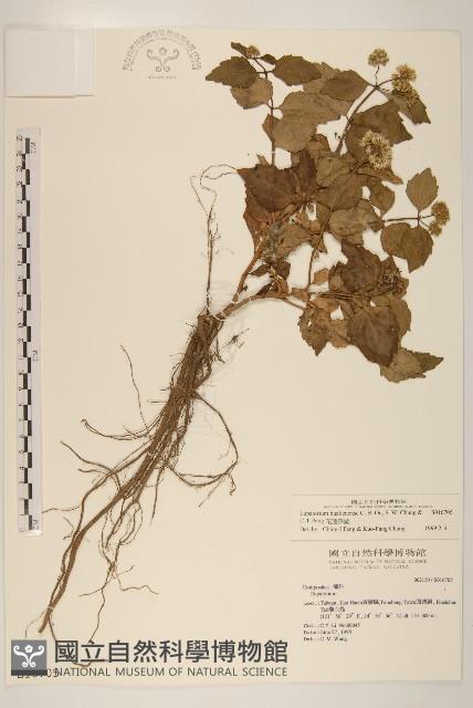 花蓮澤蘭藏品圖，第1張