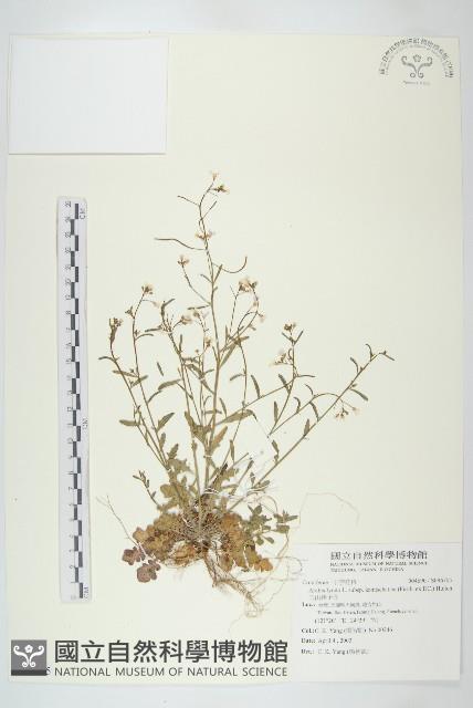 玉山筷子芥藏品圖，第1張