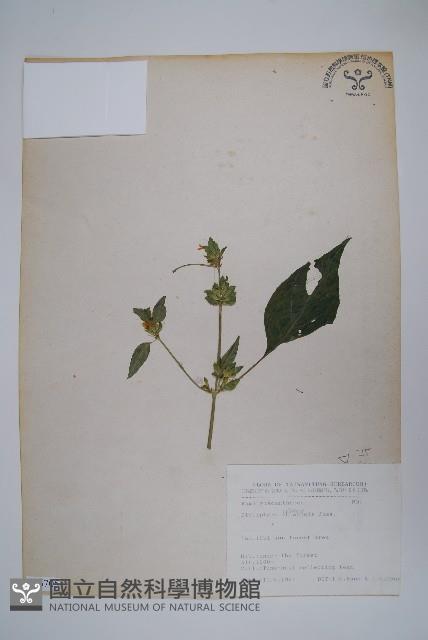 華九頭獅子草藏品圖，第1張