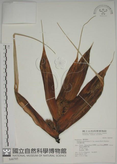 露兜樹、林投藏品圖，第1張