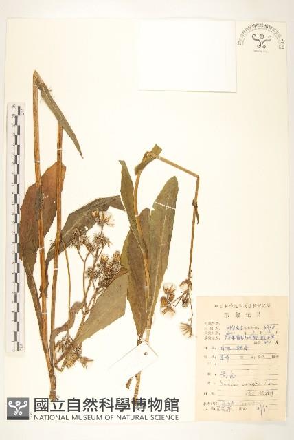 苦苣菜藏品圖，第1張