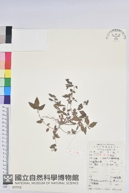 鐵莧菜藏品圖，第1張