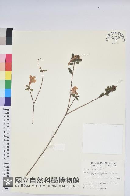 細葉杜鵑、南湖杜鵑、志佳陽杜鵑藏品圖，第1張