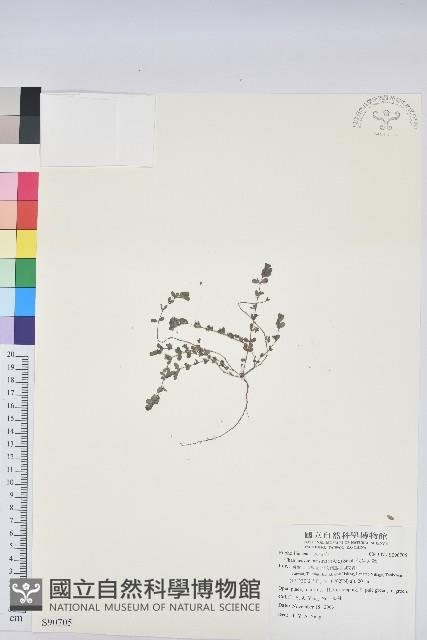 伏生大戟藏品圖，第1張