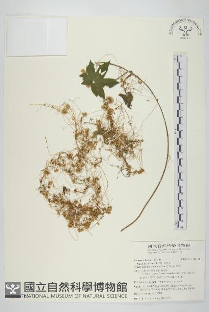 菟絲子藏品圖，第1張