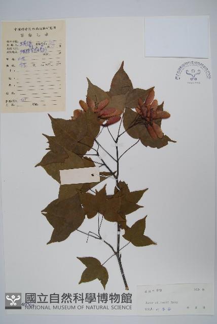 三峽槭藏品圖，第1張