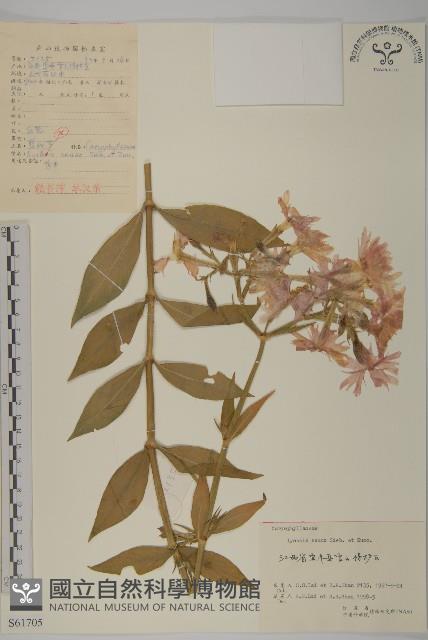 剪秋羅、剪秋紗、漢宮秋藏品圖，第1張