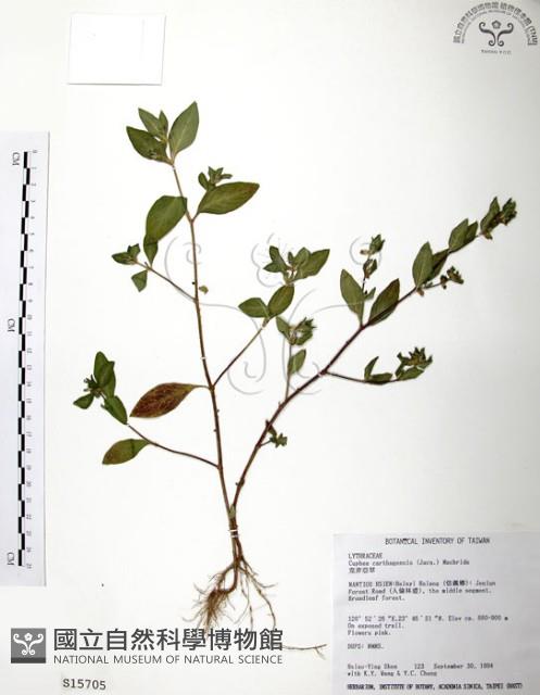 克非亞草藏品圖，第1張