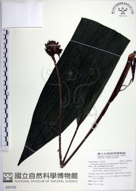 船子草、船仔草藏品圖，第1張