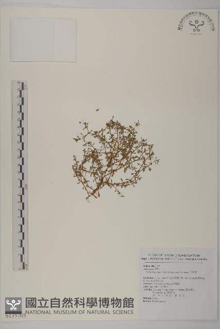 石胡荽、吐金草藏品圖，第1張