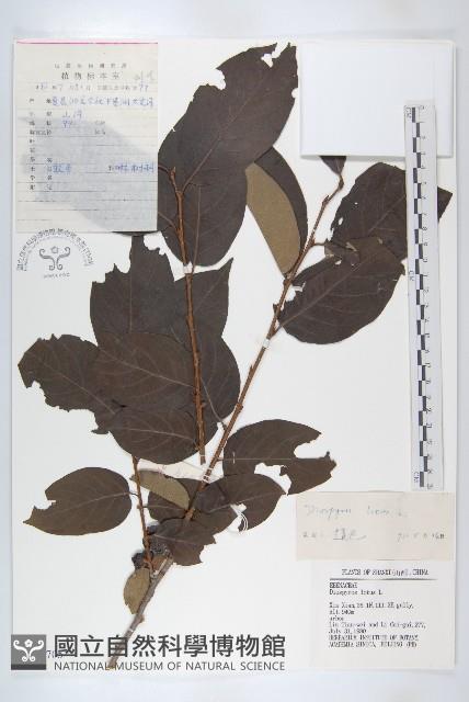 Date Plum Collection Image, Figure 1, Total 3 Figures