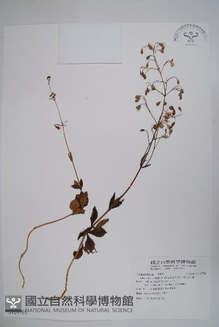 輪葉沙參藏品圖，第1張