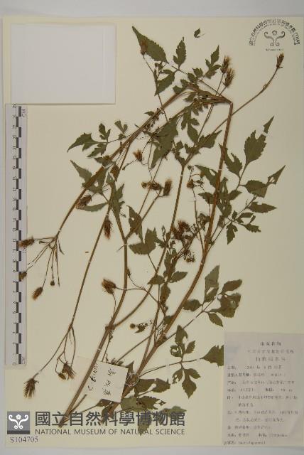 鬼針藏品圖，第1張