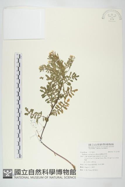 臺灣山芥菜藏品圖，第1張