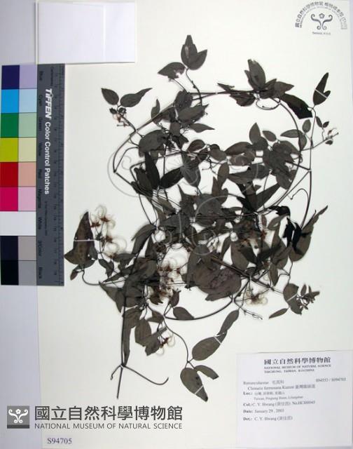 臺灣鐵線蓮藏品圖，第1張