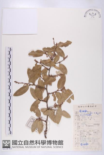 胡頹子藏品圖，第1張