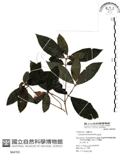 杜虹花，台灣紫珠藏品圖，第1張