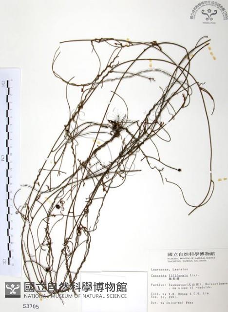 無根草藏品圖，第1張