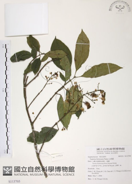 山香圓藏品圖，第1張