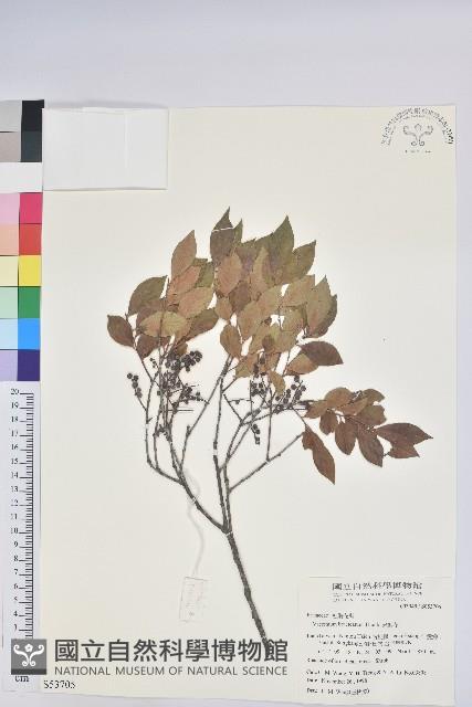 米飯花藏品圖，第1張