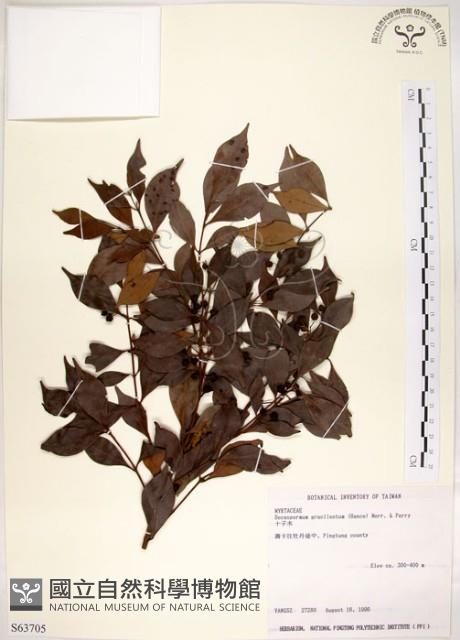 十子木、加入舅藏品圖，第1張